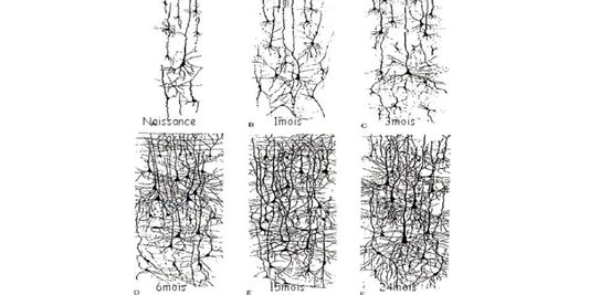 Echantillon de réseau neuronal du bébé de 0 à 24 mois